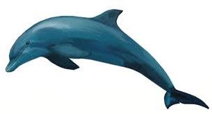 dolphin2